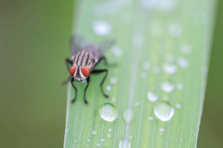 house fly on leaf grassの写真素材