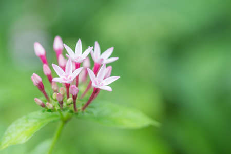 violets flower, close upの写真素材