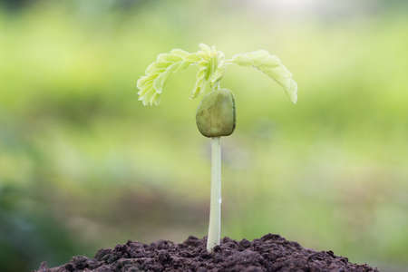 Young plant and in the morning light