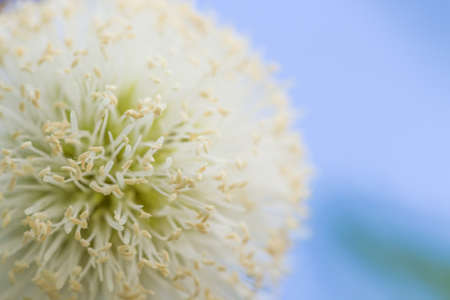 close up nature flowerの写真素材