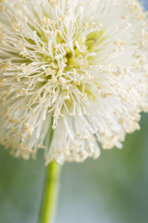 close up nature flowerの写真素材