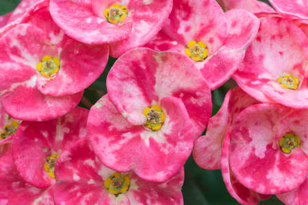 Crown of thorns, Christ Thorn flowerの写真素材