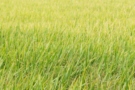 agriculture rice fieldの写真素材