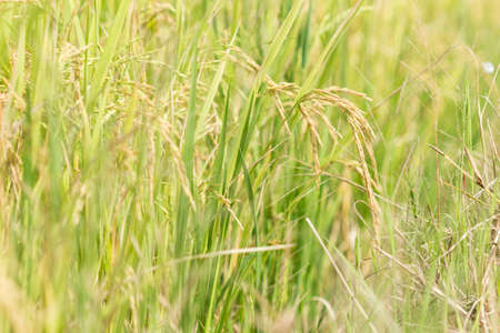 agriculture riceの写真素材