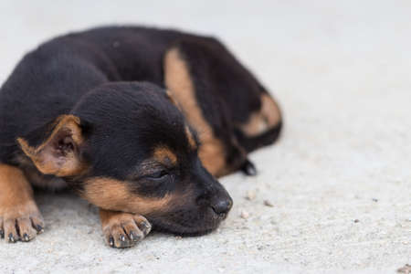 close up squalid young baby dogの写真素材