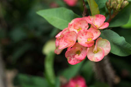 Euphorbia milli Desmoul flower, Crown of thorns, Christ Thorn flowerの写真素材