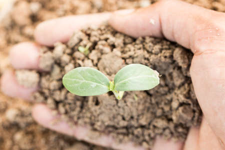 hand hold young planの写真素材