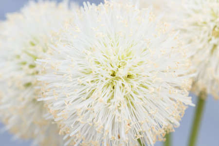 close up bush white flowerの写真素材