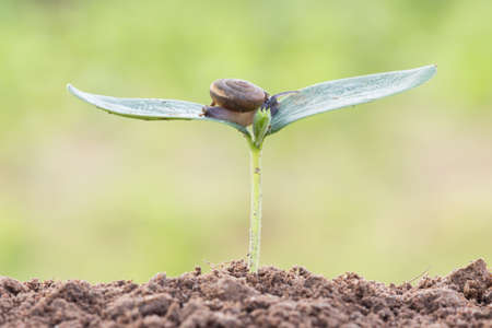 close up snail on seed young plant in morningの写真素材
