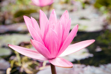 close up pink lotus flowerの写真素材