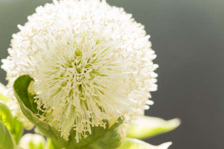 close up beautiful natural bush white flowerの写真素材