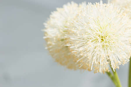 close up natural bush white flowerの写真素材