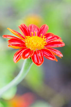 close up beautiful red flowerの写真素材