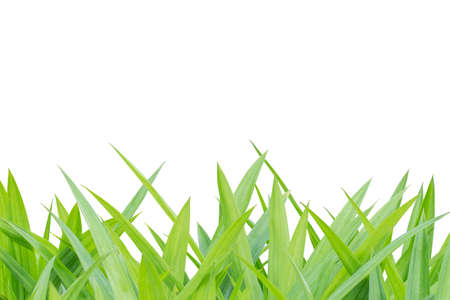 green grass on white isolated backgroundの写真素材