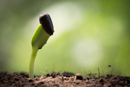 seed on soil and light in morning new life start conceptの写真素材