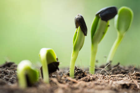 root seed on soil with sunbeam begining conceptの写真素材