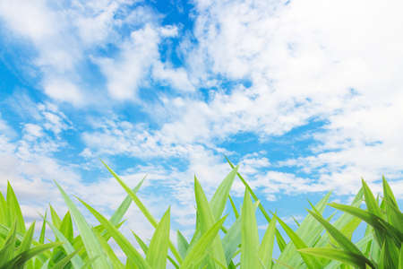 green grass yard and cloud blue sky backgroundの写真素材