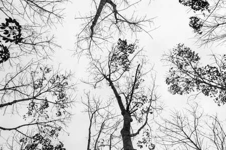 forest autumn season black and white color tone abstract backgroundの写真素材