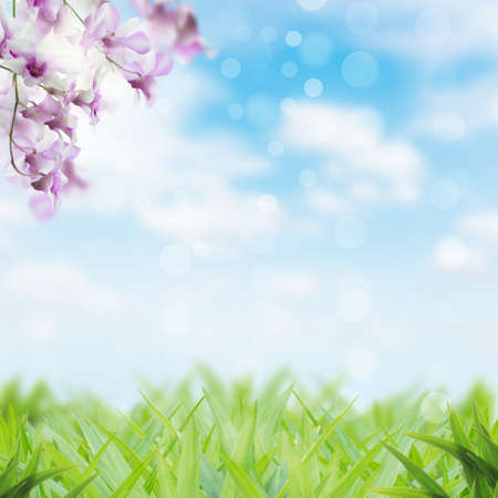 beauty flower and grass spring season backgroundの写真素材