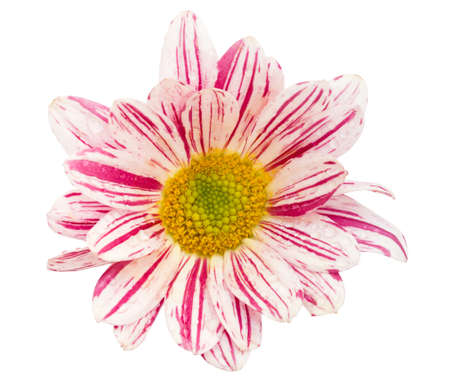 beauty chrysanthemum flower isolated on whiteの写真素材