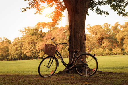 bicycle on green grass under tree at sunsetの写真素材
