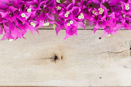 bougainvillea flower on grain wood backgroundの写真素材