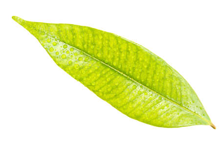 bright green leaf isolated on white backgroundの写真素材