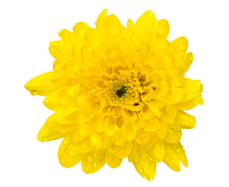 chrysanthemum flower isolated on whiteの写真素材