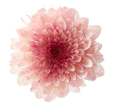 chrysanthemum flower pink color isolated on white backgroundの写真素材