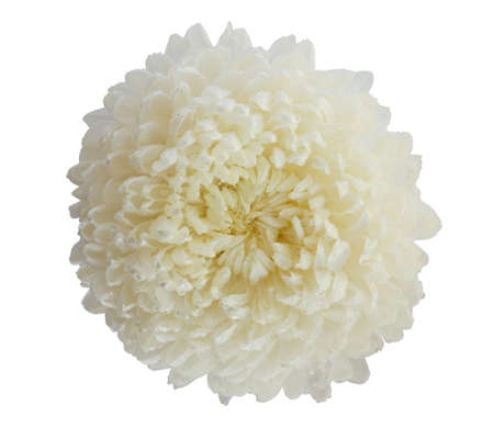 hrysanthemum flower white color isolated on whiteの写真素材