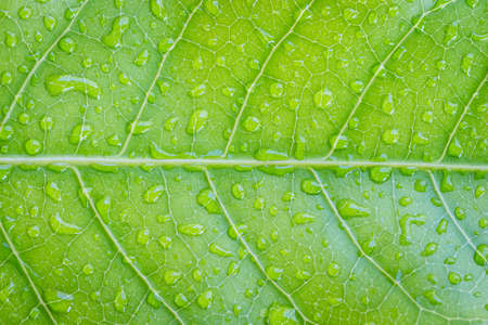 closeup green leaf texture detail