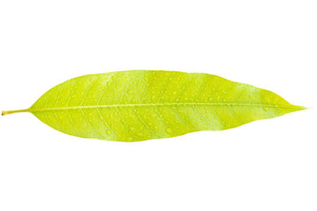 fresh leaf isolated on white backgroundの写真素材