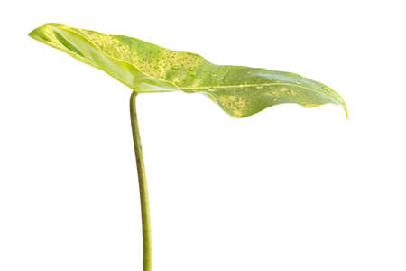 green leaf color bright isolated on white backgroundの写真素材