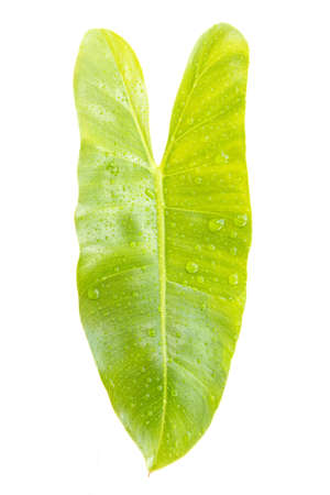 green leaf isolated on white backgroundの写真素材