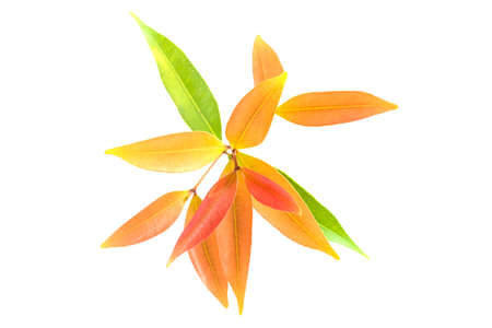 leaf colorful isolated on white background top viewの写真素材