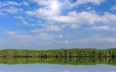 mangrove forest and blue skyの写真素材