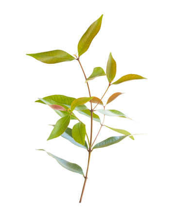 nature limb leaf isolated on white backgroundの写真素材