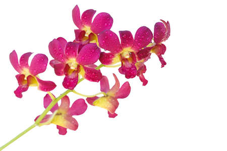 ink orchids flower isolated on white spring backgroundの写真素材