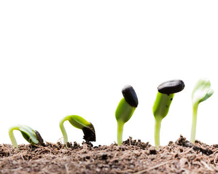 seed root on soil isolated on white backgroundの写真素材