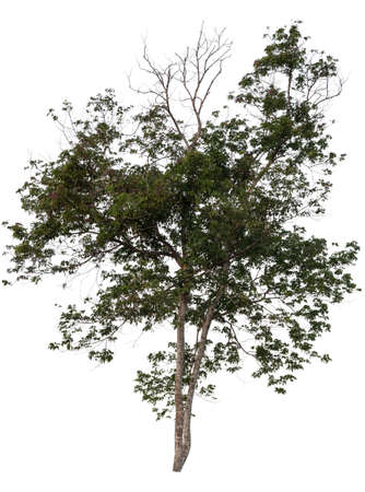 tree isolated on whiteの写真素材