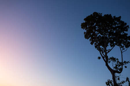abstract tree at twilight evening timeの写真素材