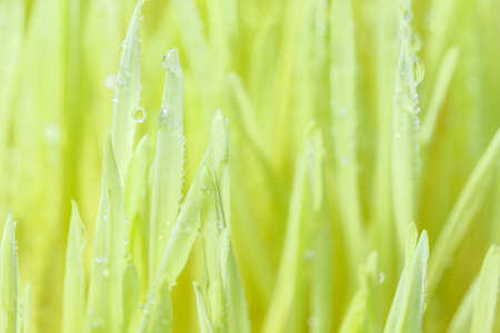 closeup dew drop on green grassの写真素材
