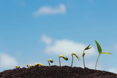 seed row growing on soilの写真素材