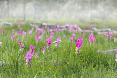 siam tulip flower field in morning mist backgroundの写真素材