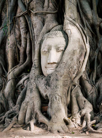 head of statue buddha in root of tree wat mahathat ayutthaya thailandの写真素材