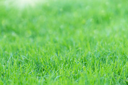 green grass on morning freshの写真素材