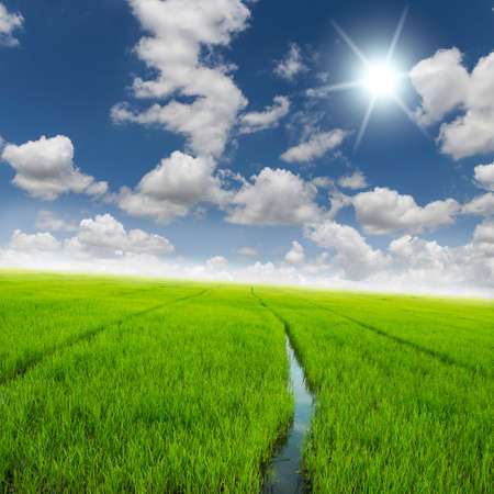 agriculture rice green field and blue sky backgroundの写真素材