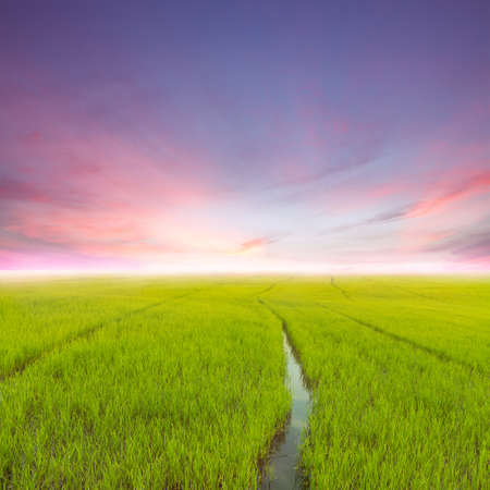 beauty agriculture rice green field at eveningの写真素材