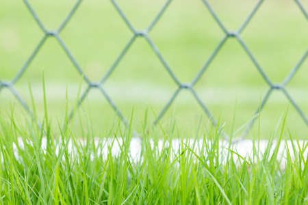 green grass and fence background