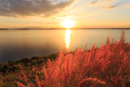 closeup grass at sunset beauty landscape backgroundの写真素材